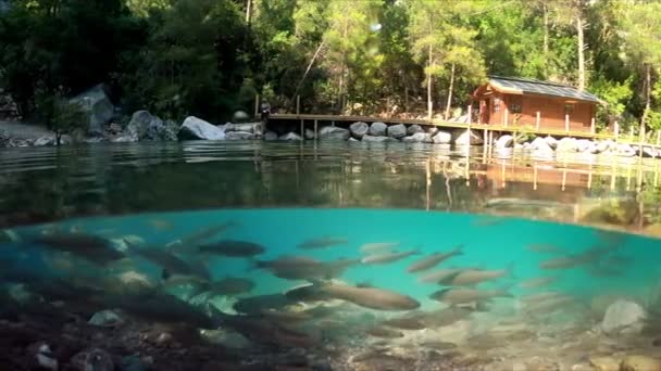 トルコのゴユヌク峡谷で川魚と美しい山の川の半分の水中ビュー 2021 — ストック動画