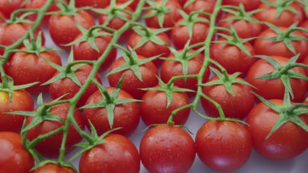 Cherry Tomatoes Slow Motion Branches Cherry Tomatoes Close Video Footage — Video Stock