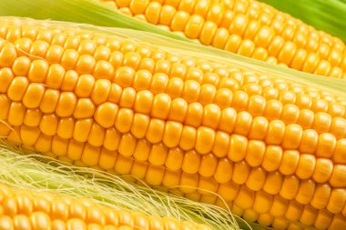 Mısır koçanı ya da mısır koçanı ve mısır ipeği yakın plan. Makro çekim.