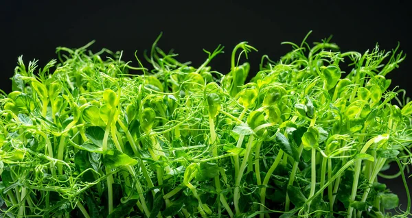 黒の背景に隔離されたエンドウ豆の発芽種子 健康上の利点としてのマイクログリーン — ストック写真