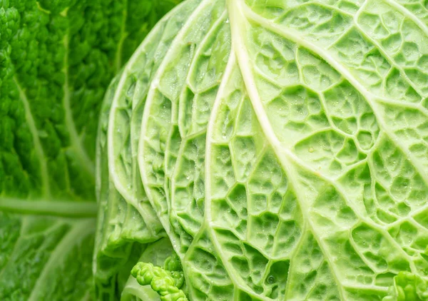 Texture Fresh Green Savoy Cabbage Leaf Closeup — Stock Photo, Image