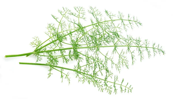 Green Dill Leaves Isolated White Background — Stok fotoğraf
