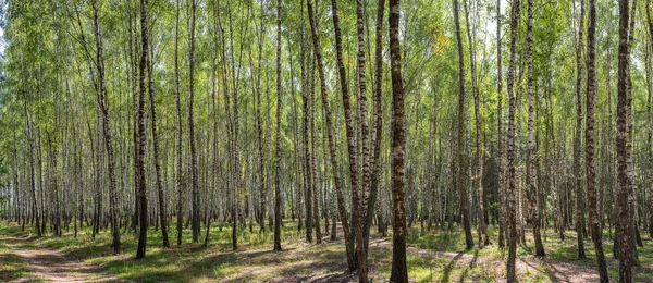 Güzel Bir Sonbahar Huş Ağacı Ormanı Sarı Çimenlerin Üzerinde Beyaz — Stok fotoğraf