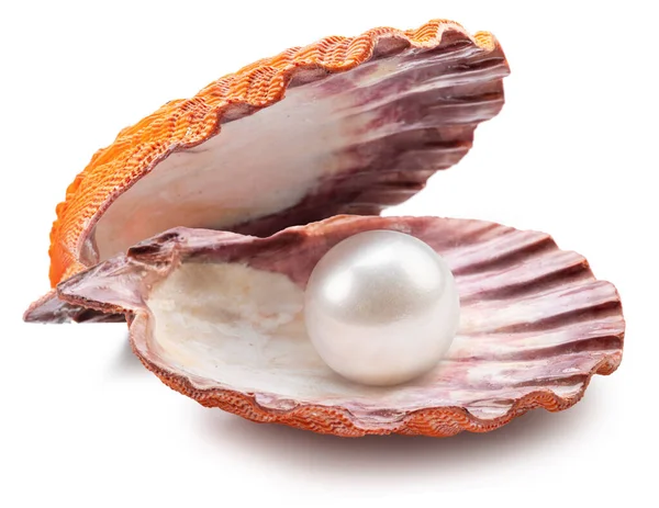 开放的扇贝壳与珍珠里面的白色背景 文件包含裁剪路径 — 图库照片
