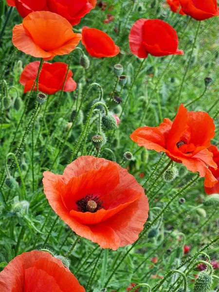Çiçek Açan Kırmızı Gelincikler Doğa Arkaplanı — Stok fotoğraf