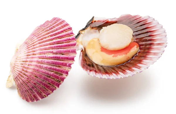 Fresh Live Opened Scallop Scallop Roe Coral Close File Contains — 스톡 사진