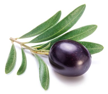 Beyaz arka planda izole edilmiş zeytin dalı üzerinde taze siyah zeytin üzümü..