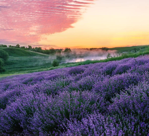 Lavendelfeld Und Wunderschön Bewölkter Himmel Bei Sonnenaufgang Schöne Natur Hintergrund — Stockfoto
