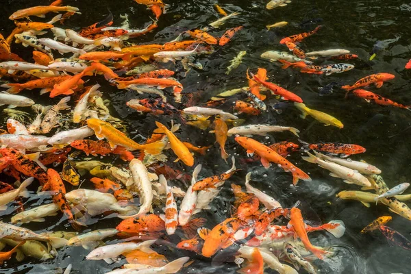 たくさんのカラフルなアジアの鯉が水中で泳いでいます — ストック写真