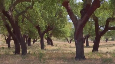 Cork tree garden (cork oak) is a long-standing business in parts of Portugal, slow motion panoramic video on a sunny summer day.