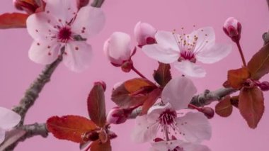 Bahar çiçekleri. Kırmızı ağaçlı erik çiçekleri pembe arka planda çiçek açar..