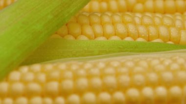 Close-up shot of ripe corn heads with corn whiskers and leaves, slow motion of the camera.