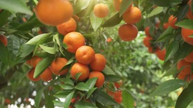Güneşli bir bahar gününde dallarında olgun mandalinalar olan mandalina bahçesi. Mandalinaların meyveleri ağaçlarda yavaşça sallanıyor. Bahçıvan ağaçtan mandalina meyvesi topluyor.. 