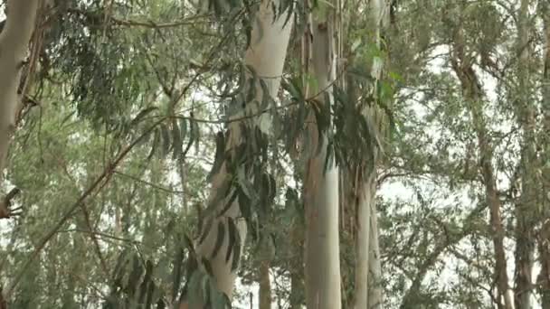 Árvore Eucalipto Com Folhas Eucalipto Durante Dia — Vídeo de Stock