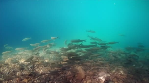 Vista Submarina Del Hermoso Río Montaña Con Peces Río Goynuk — Vídeos de Stock