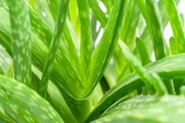 Aloe vera yaprağı makro çekim. 