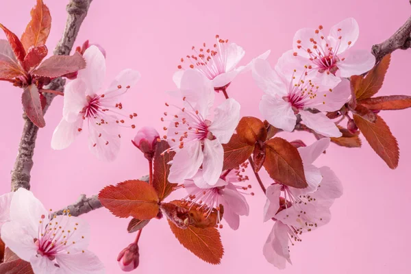 Kvetoucí Jarní Švestková Větev Růžovém Pozadí Closeup — Stock fotografie