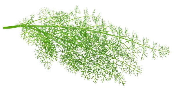 Green Dill Leaves Isolated White Background — Fotografia de Stock