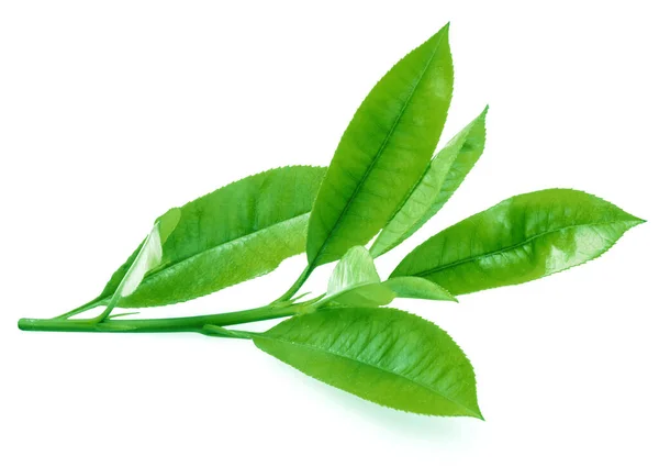 Fresh Tea Leaves Isolated White Background Closeup — Stock Photo, Image