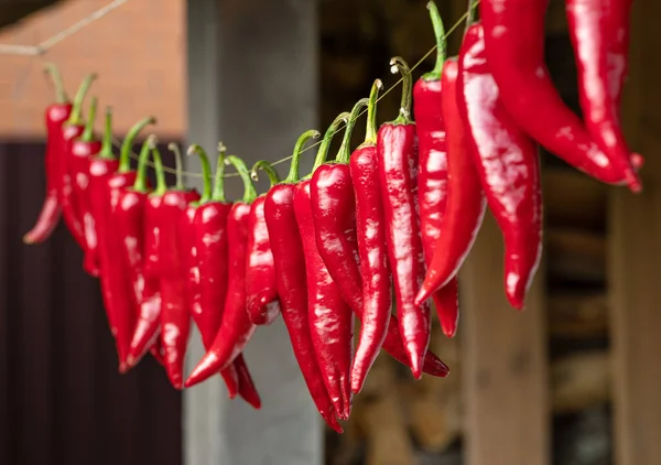 Lot Fresh Red Chilli Peppers Strung Rope Chili Pepper Air — Stock Photo, Image