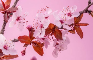 Pembe arka planda açan bahar eriği dalı.