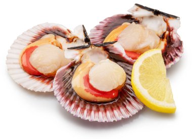 Group of fresh opened scallop with scallop roe or coral close up. File contains clipping path.