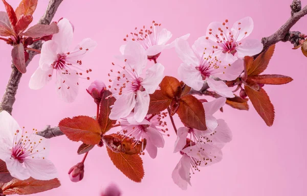 Квітуча Весняна Гілка Сливи Рожевому Фоні — стокове фото