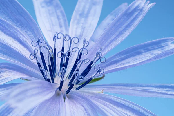 Tender Chicory Flower Blue Background Macro — Stock Photo, Image