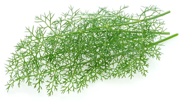 Groene Dille Bladeren Geïsoleerd Witte Achtergrond — Stockfoto