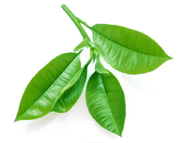 Świeże Liście Herbaty Izolowane Białym Tle Zbliżenie — Zdjęcie stockowe