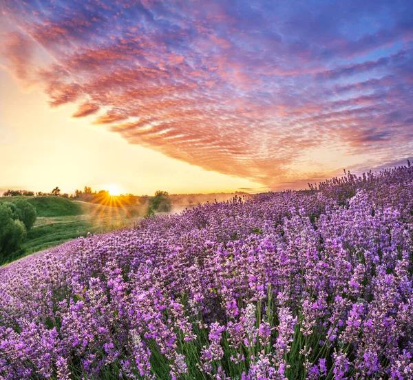Levendula Mező Gyönyörű Felhős Napkeltekor Gyönyörű Természet Háttér — Stock Fotó
