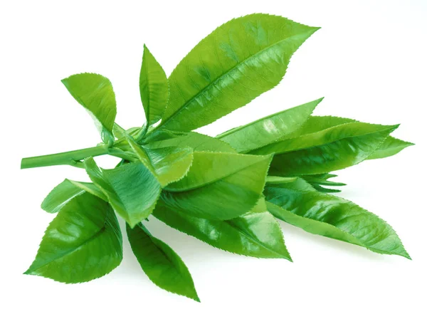 Fresh Tea Leaves Isolated White Background Closeup — Stock Photo, Image