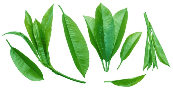 Świeże Liście Herbaty Izolowane Białym Tle Ścieżka Wycinania — Zdjęcie stockowe