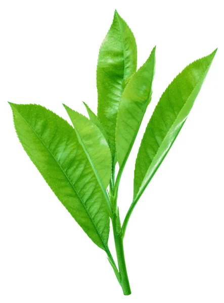 Świeże Liście Herbaty Izolowane Białym Tle Zbliżenie — Zdjęcie stockowe