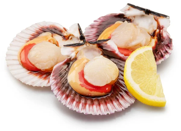 Group Fresh Opened Scallop Scallop Roe Coral Close File Contains — Stockfoto