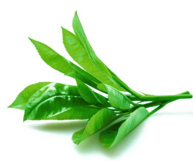 Beyaz arka planda izole edilmiş taze çay yaprakları. Yakın çekim..