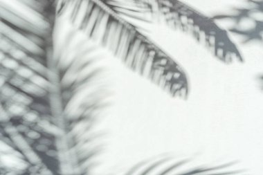 Gri arka planda tropik palmiye yapraklarının bulanık gölgesi. Yaz konsepti.