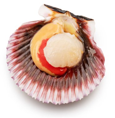 Fresh live opened scallop with scallop roe or coral close up. File contains clipping path.