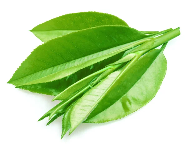 Frische Teeblätter Isoliert Auf Weißem Hintergrund Nahaufnahme — Stockfoto