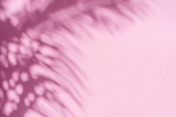 Sombra Turva Folhas Palma Tropicais Fundo Parede Rosa Conceito Verão — Fotografia de Stock