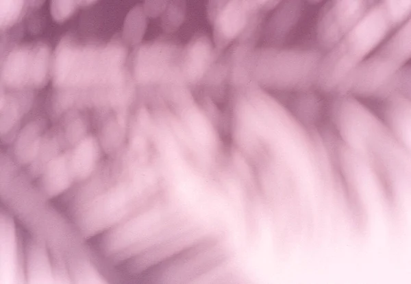 분홍색 배경에는 야자나무 그림자가 — 스톡 사진