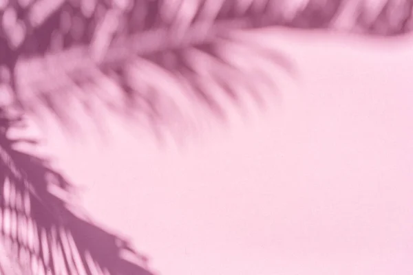 Θολή Σκιά Τροπικών Φύλλων Φοίνικα Ροζ Φόντο Τοίχο Καλοκαίρι Έννοια — Φωτογραφία Αρχείου