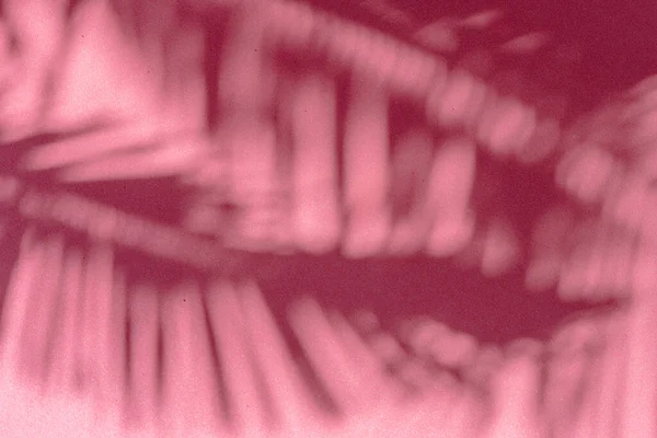 粉色墙壁背景上的热带棕榈叶模糊的阴影 夏季概念 — 图库照片