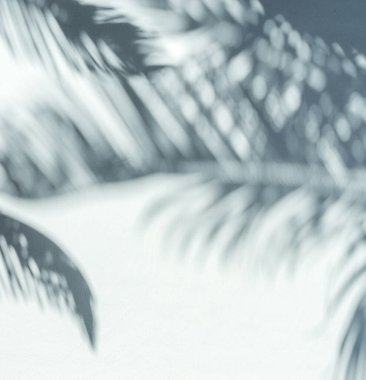 Gri arka planda tropik palmiye yapraklarının bulanık gölgesi. Yaz konsepti.