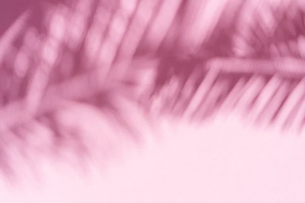 Θολή Σκιά Τροπικών Φύλλων Φοίνικα Ροζ Φόντο Τοίχο Καλοκαίρι Έννοια — Φωτογραφία Αρχείου