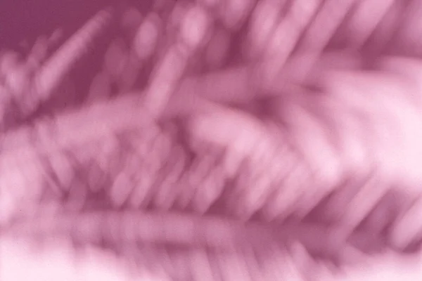 粉色墙壁背景上的热带棕榈叶模糊的阴影 夏季概念 — 图库照片