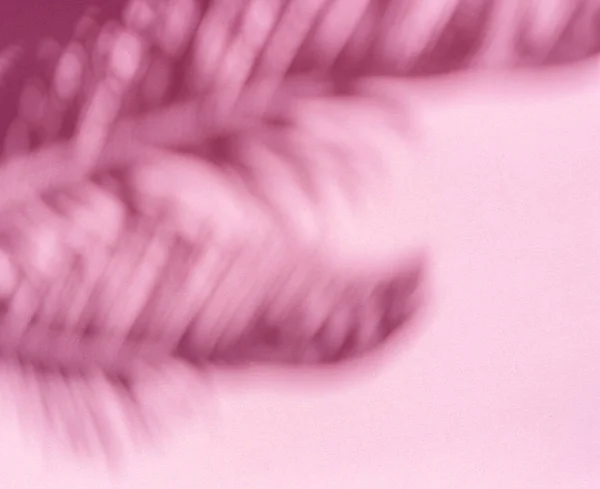 Sombra Turva Folhas Palma Tropicais Fundo Parede Rosa Conceito Verão — Fotografia de Stock