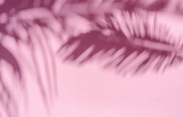 Pembe Arka Planda Tropik Palmiye Yapraklarının Bulanık Gölgesi Yaz Konsepti — Stok fotoğraf