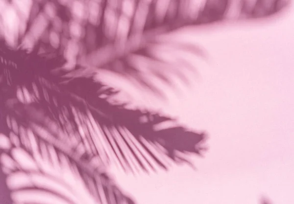 Ombre Floue Feuilles Palmier Tropicales Sur Fond Mur Rose Concept — Photo