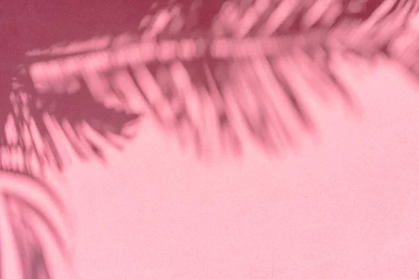 Blurred Shadow Tropical Palm Leaves Pink Wall Background Summer Concept — Stock Photo, Image